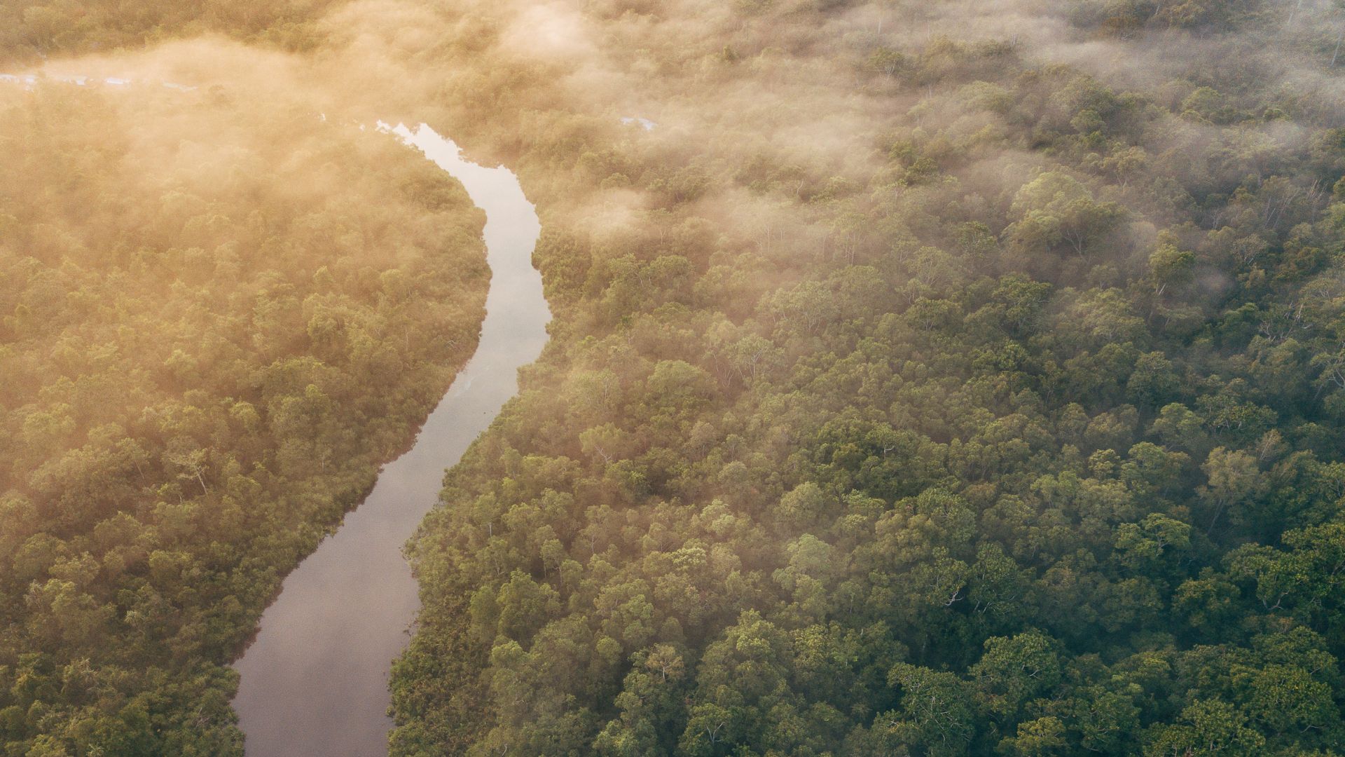 Shot of the Amazon rainforest. 