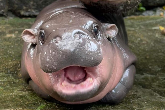 two-month-old female dwarf hippopotamus