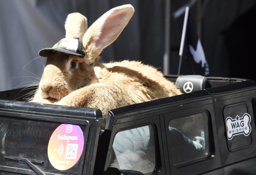 alex the great rabbit car