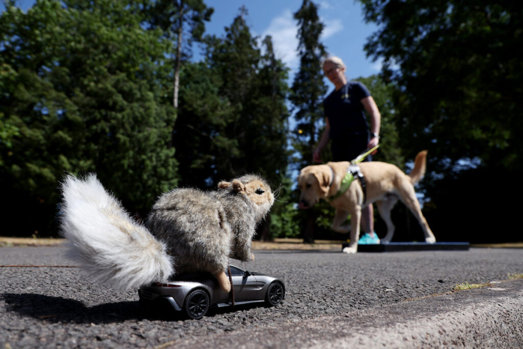 robot squirrel guide dog