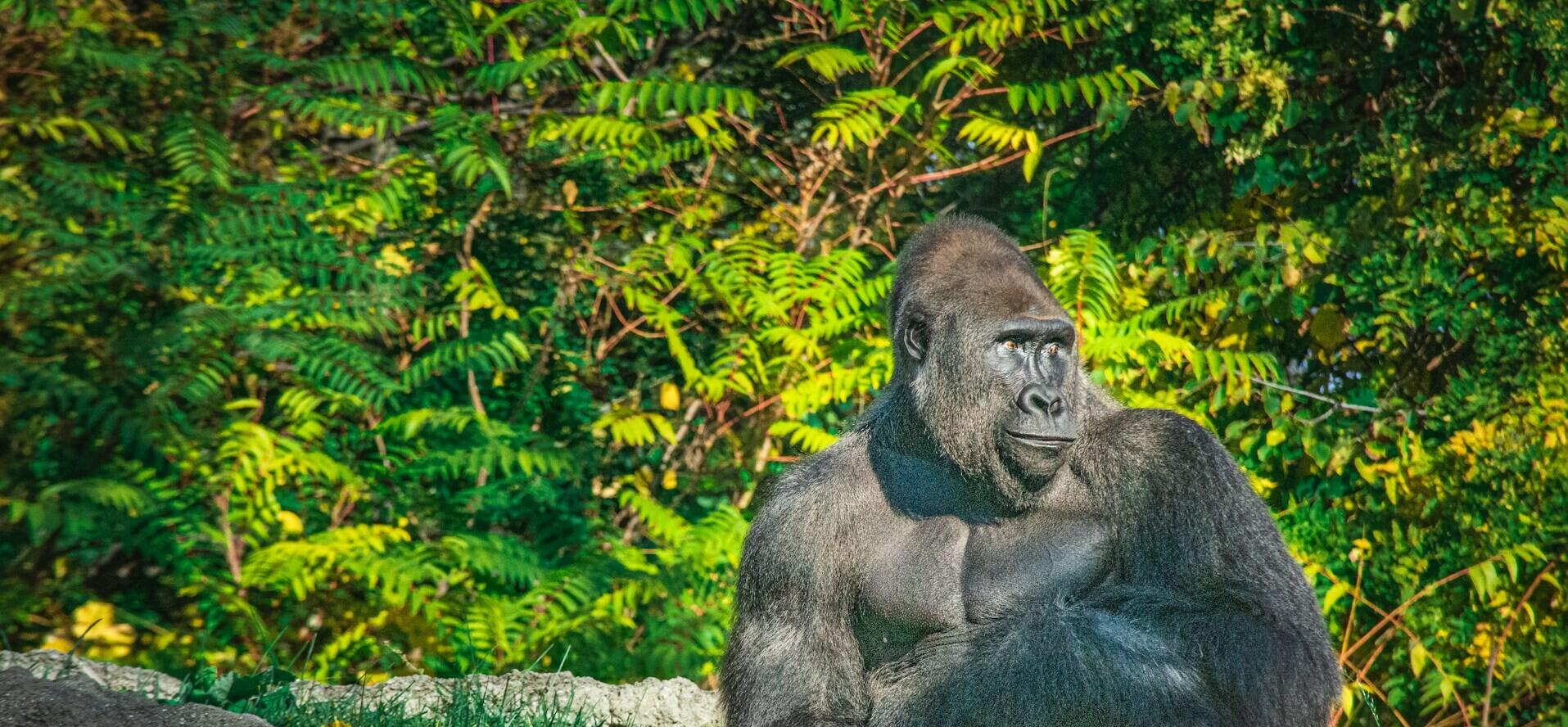 From Gorillas to Grids: Meet Our New Global Head of Corporate Energy