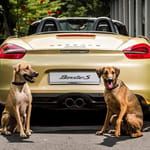 Campagna di comunicazione automotive Porsche and Pups