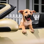 Campagna di comunicazione automotive Porsche and Pups