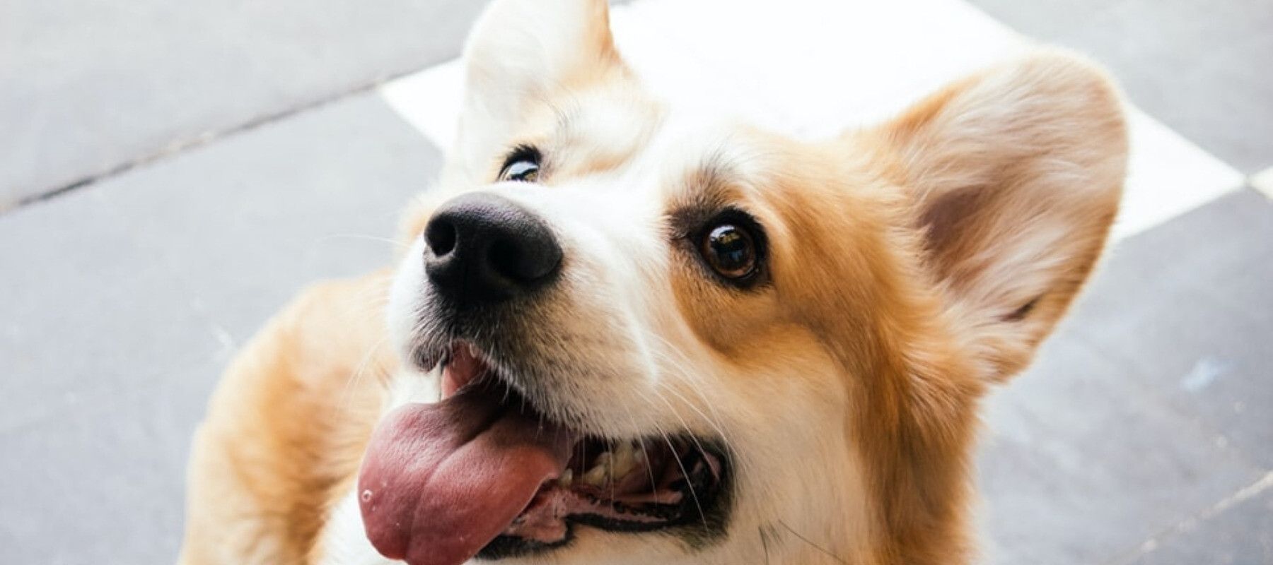 Corgi hotsell rescue groups