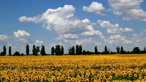 Low Carbon Agricultural Show: Reasons to be optimistic about sustainable farming