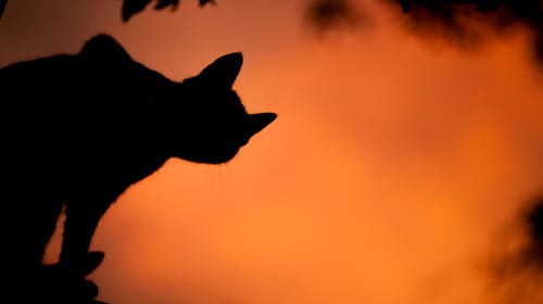 Marketing Horror Stories: The Curse of Endless Content