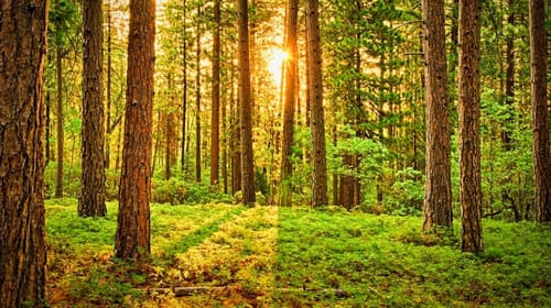 Greenwashing: duurzame claims als marketingmiddel