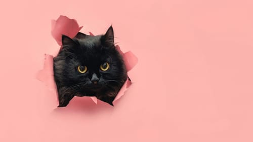 Dieren in marketing en PR: 3 tips voor sterke campagnes