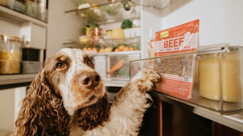 Butternut Box kiest TEAM LEWIS als PR-partner