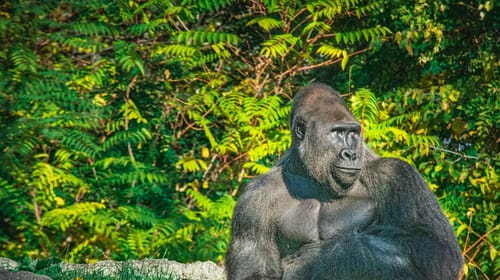 From Gorillas to Grids: Meet Our New Global Head of Corporate Energy