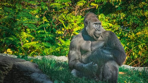 From Gorillas to Grids: Meet Our New Global Head of Corporate Energy