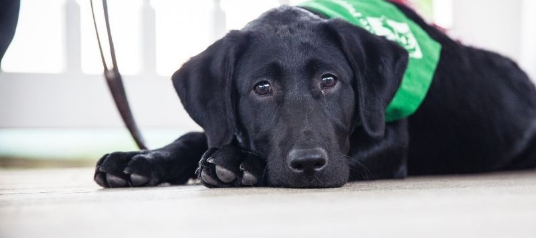 The Seeing Eye - LEWIS