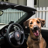 Campagna di comunicazione automotive Porsche and Pups
