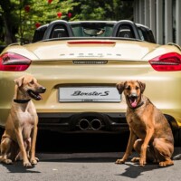 Campagna di comunicazione automotive Porsche and Pups