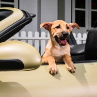Campagna di comunicazione automotive Porsche and Pups