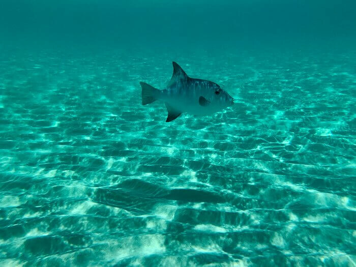 peixe num oceano