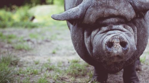 FOLLOW THE THIRD LITTLE PIG: THE QUEST FOR CLIENT AGENCY UTOPIA