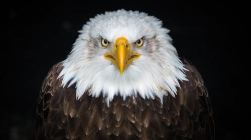A LEGAL EAGLE’S THREE TIPS TO GDPR