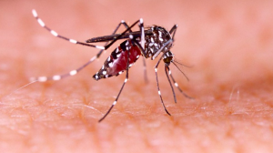 mosquito
