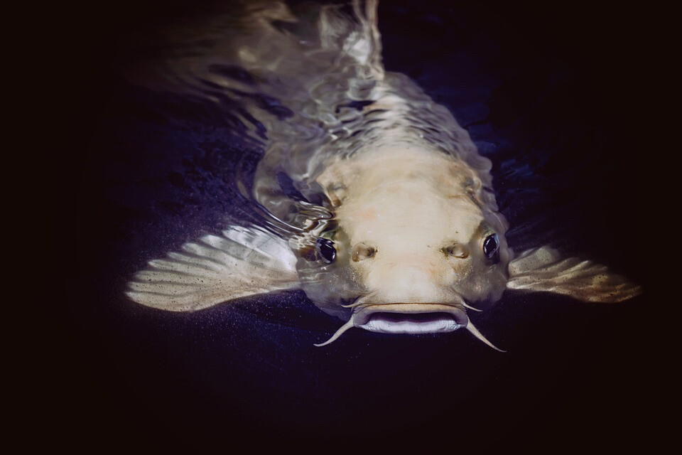 Fish