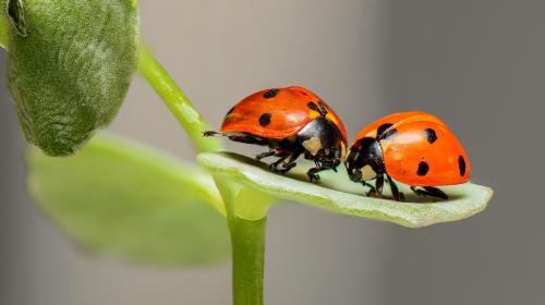 THIS WEEK IN SOCIAL: Facebook & Instagram couple up to get you a date
