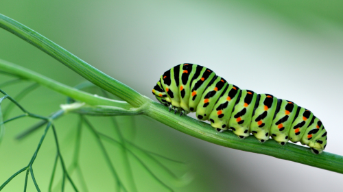 This Week In Social: Caterpillars in court