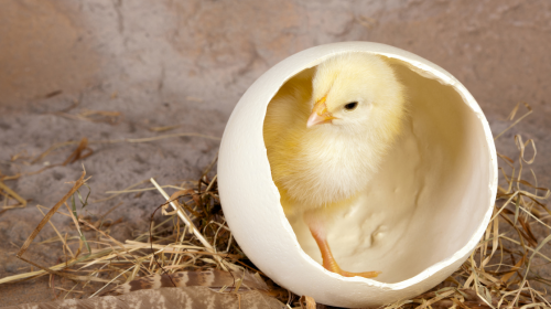 This Week In Social: KFC Ain’t No Chicken