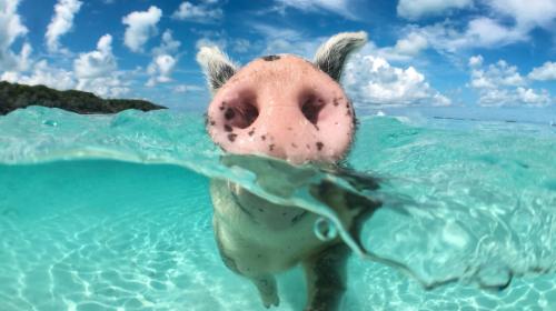 This Week In Social: The Return of the Moonpiglets