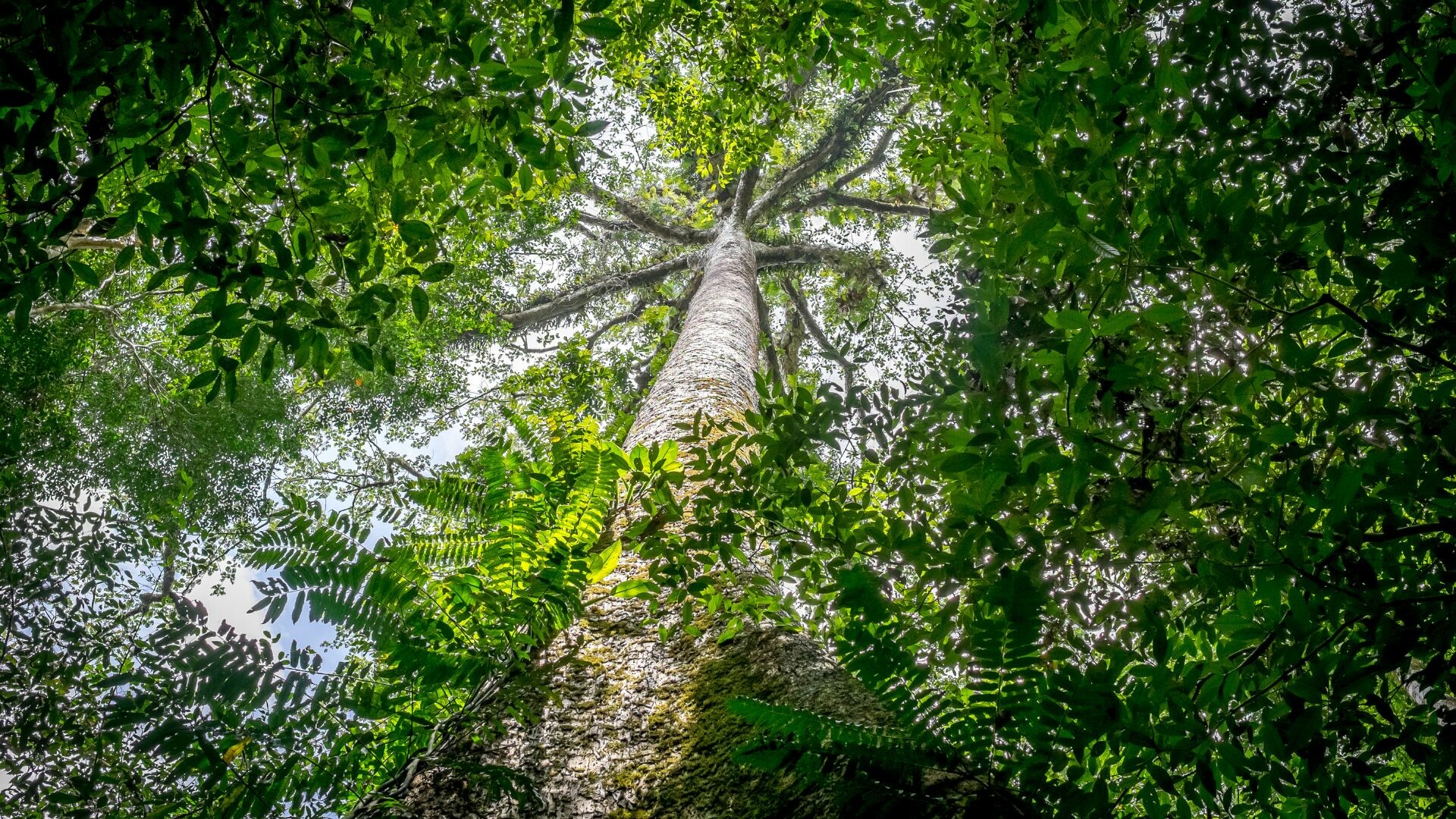 View from the ground looking up at trees