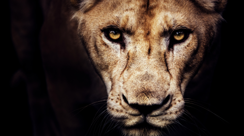 This Week In Social: #Lionnesses Bring it Home