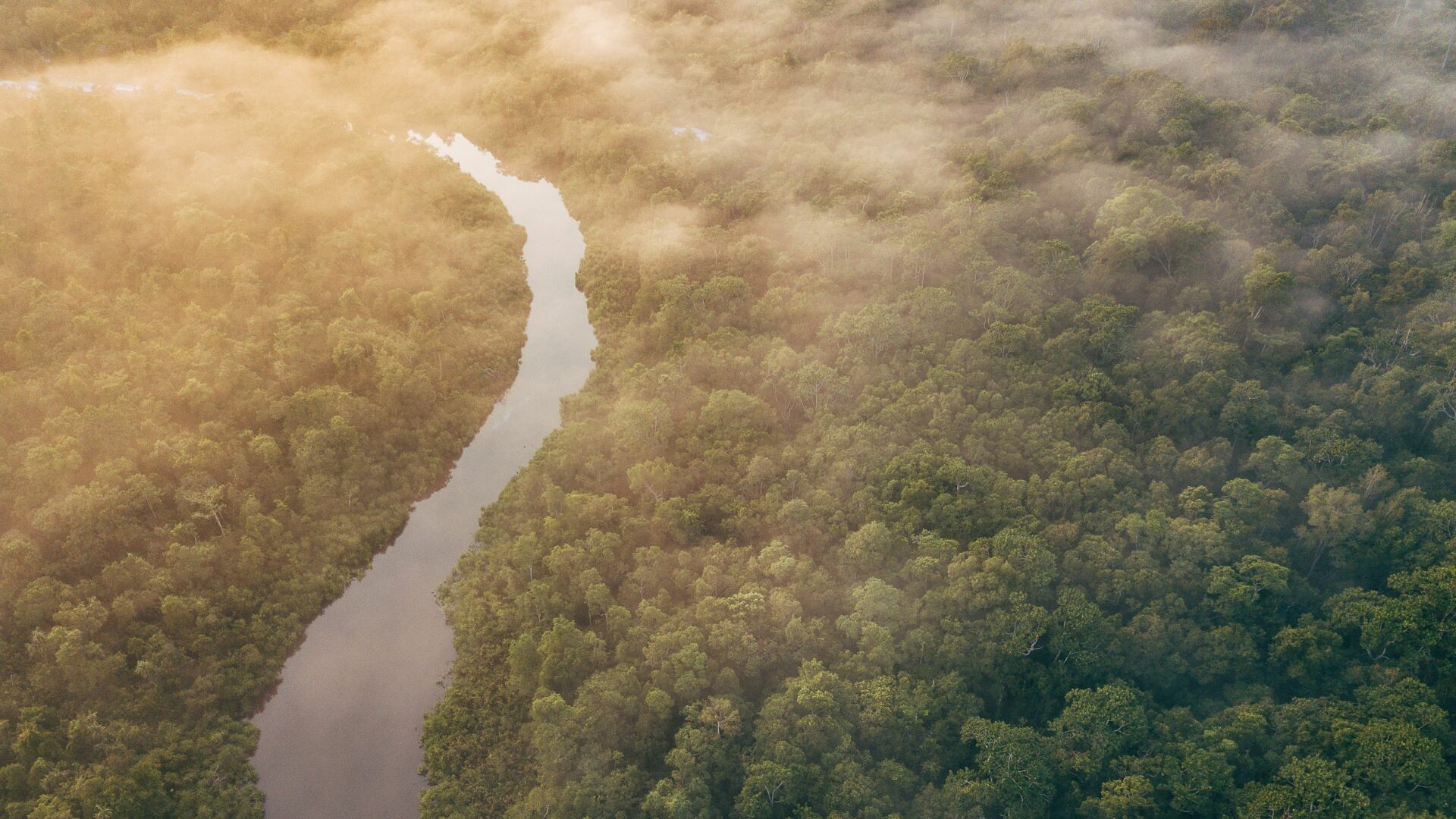 Shot of the Amazon rainforest. 