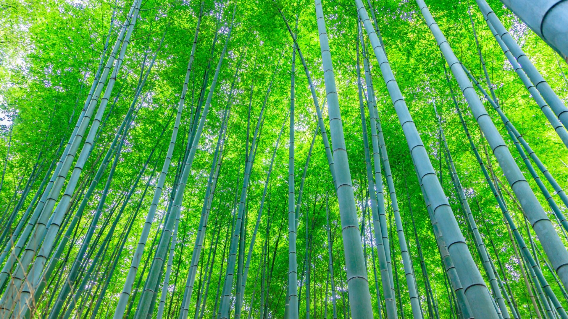 Picture of trees in a forest.