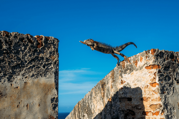 Flying iguana