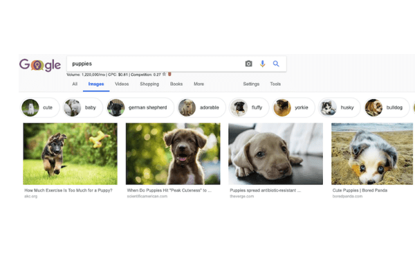 Google Image Search Puppies