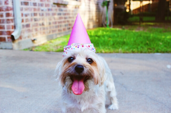 dog in party hat