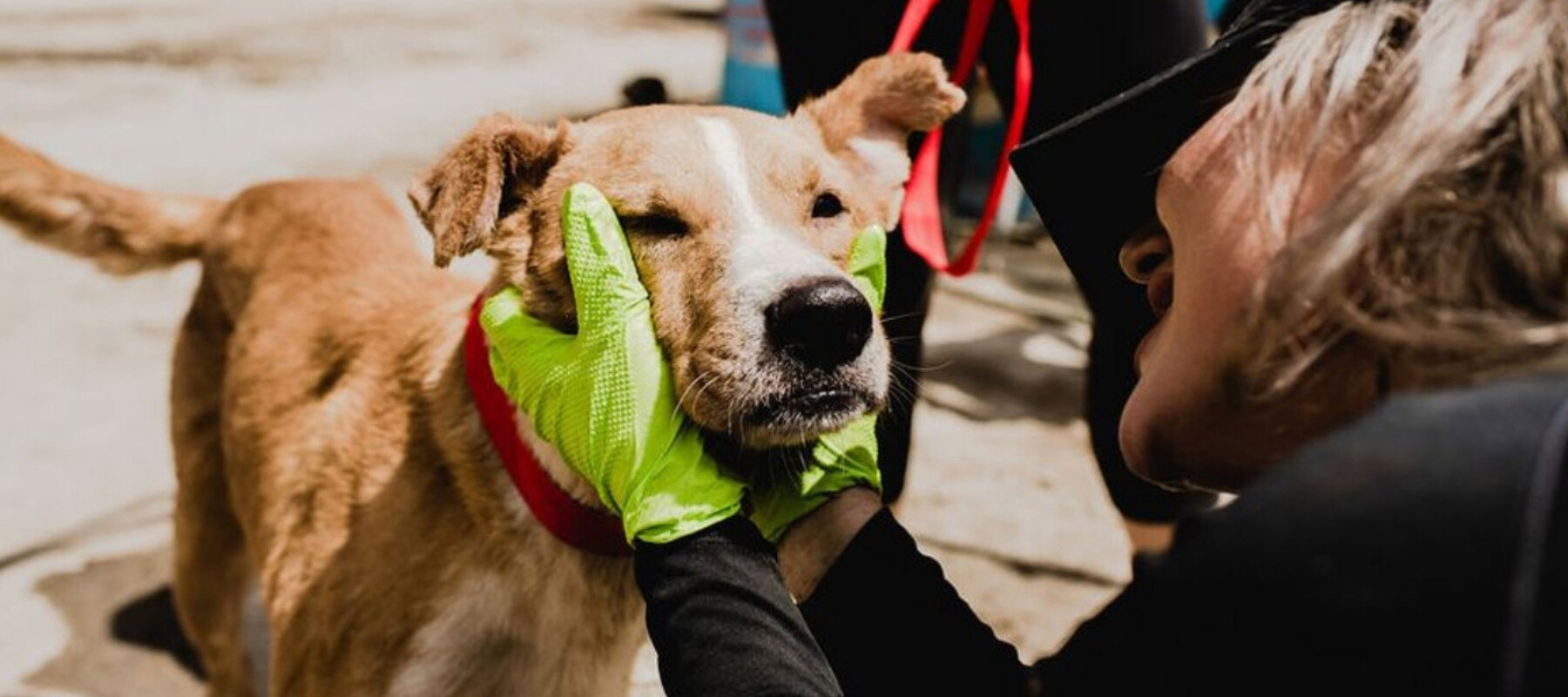 The Animal Pad Supported Causes TEAM LEWIS Foundation