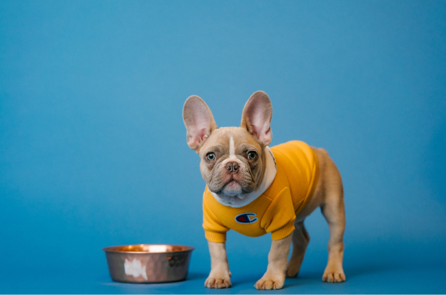 Dog in sweater in front of blue background