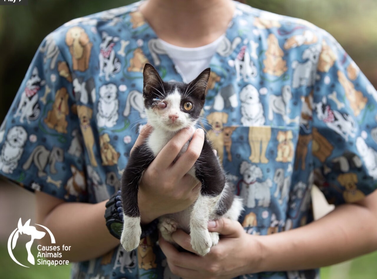 Causes for Animals | TEAM LEWIS Causes for Animals | TEAM LEWIS
