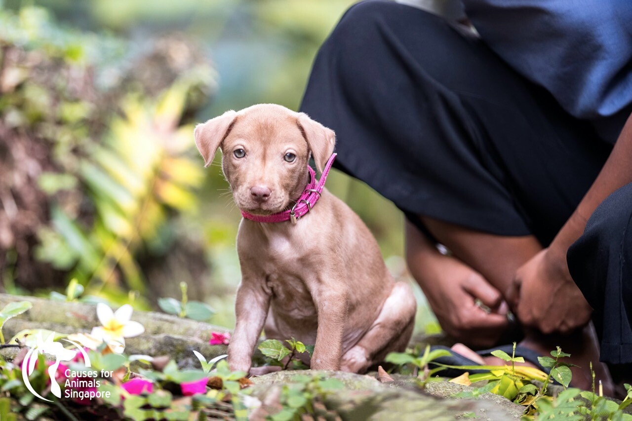 Causes for Animals | TEAM LEWIS Causes for Animals | TEAM LEWIS