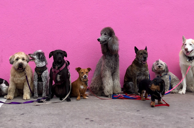 Dogs against a pink wall